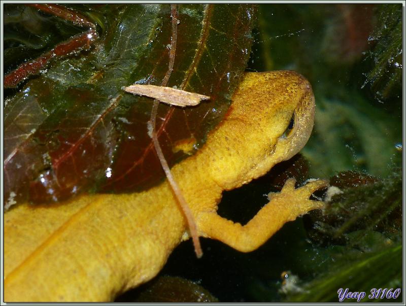 Triton palmé femelle (Lissotriton helveticus) - Lartigau - Milhas - 31