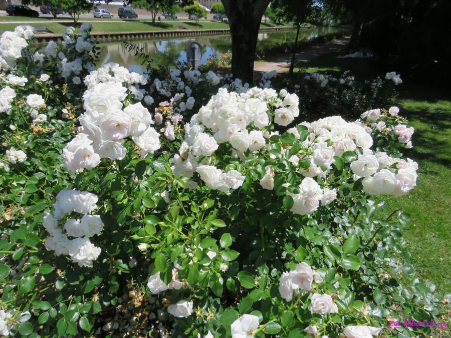 Paray le Monial (71)