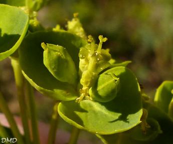Euphorbia seguieriana  -  euphorbe de Séguier