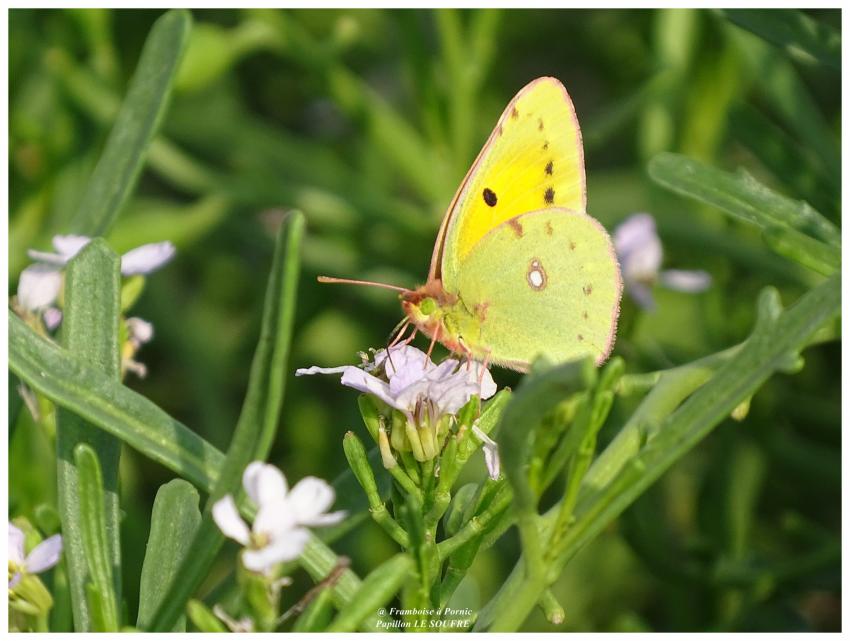 Papillon le Soufré - 2017