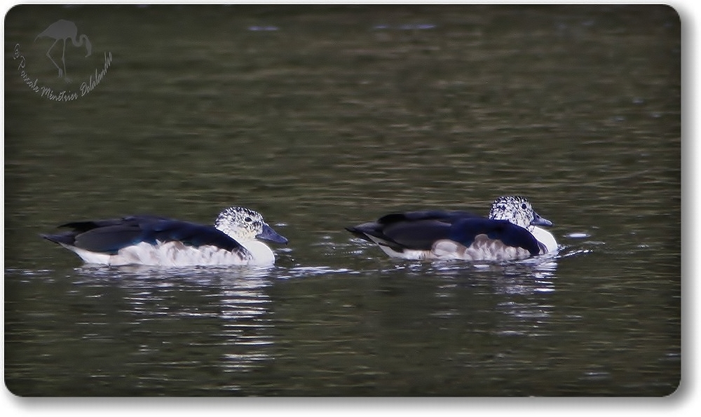 Canards à bosse (sarkidiornis melanotos), femelles...