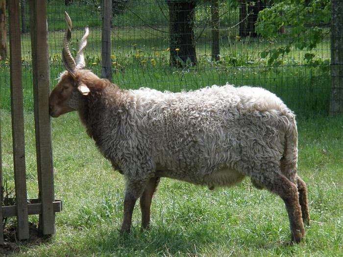 La Hongrie dans l'Europe