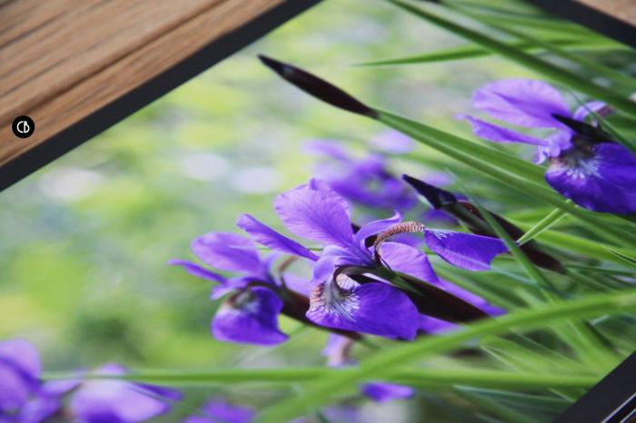 Saal Digital, quand le livre photo prend une autre dimension