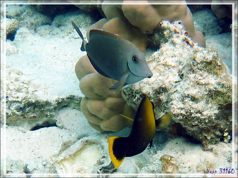 Poisson chirurgien à tête grise, Bluelined Surgeonfish (Acanthurus nigroris) - Lagon de la Pension Kuriri - Maupiti - Polynésie française