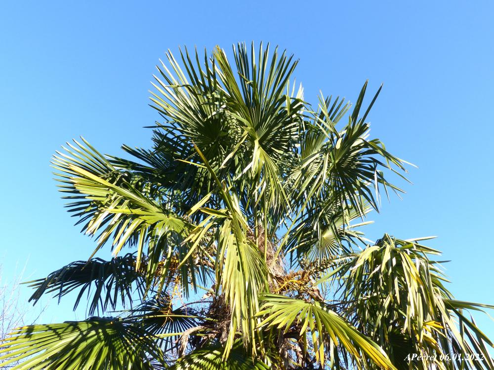 Le Jardin des Plantes (suite)