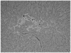 soleil h-alpha,pst cronado,philips spc1300nc,leca philippe,philippe leca,sun h-alpha