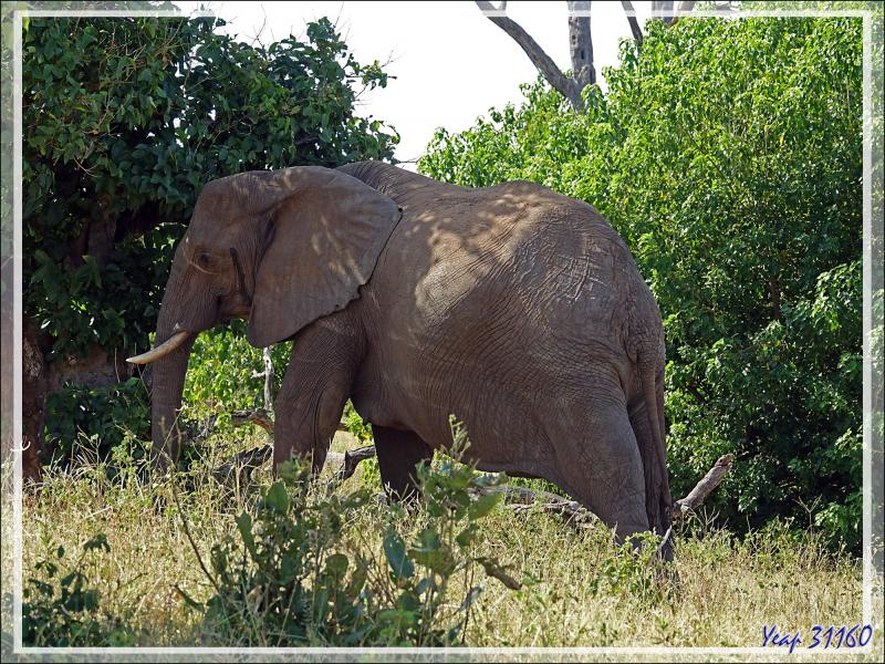 Le safari se termine et on peut enfin observer un éléphant de très près ! - Safari terrestre - Parc National de Chobe - Botswana