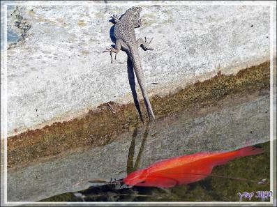 Un lézard curieux rend visite à mes poissons - Lartigau - Milhas - 31