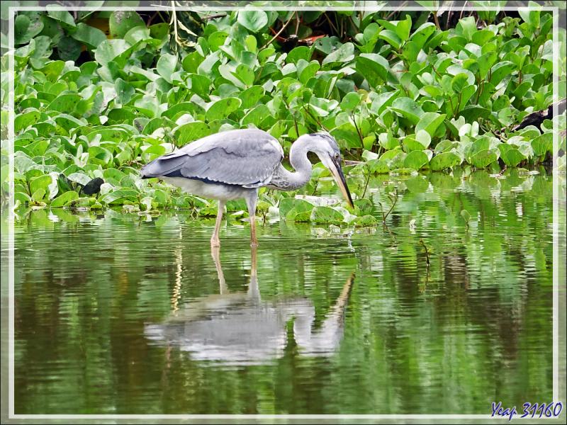 Retour vers l'hôtel avec rencontre, dans la forêt, d'un bizarre amphibien apode : un Gymnophiona, appelé Cécilie (Hypogeophis rostratus) - Ile Silhouette - Seychelles