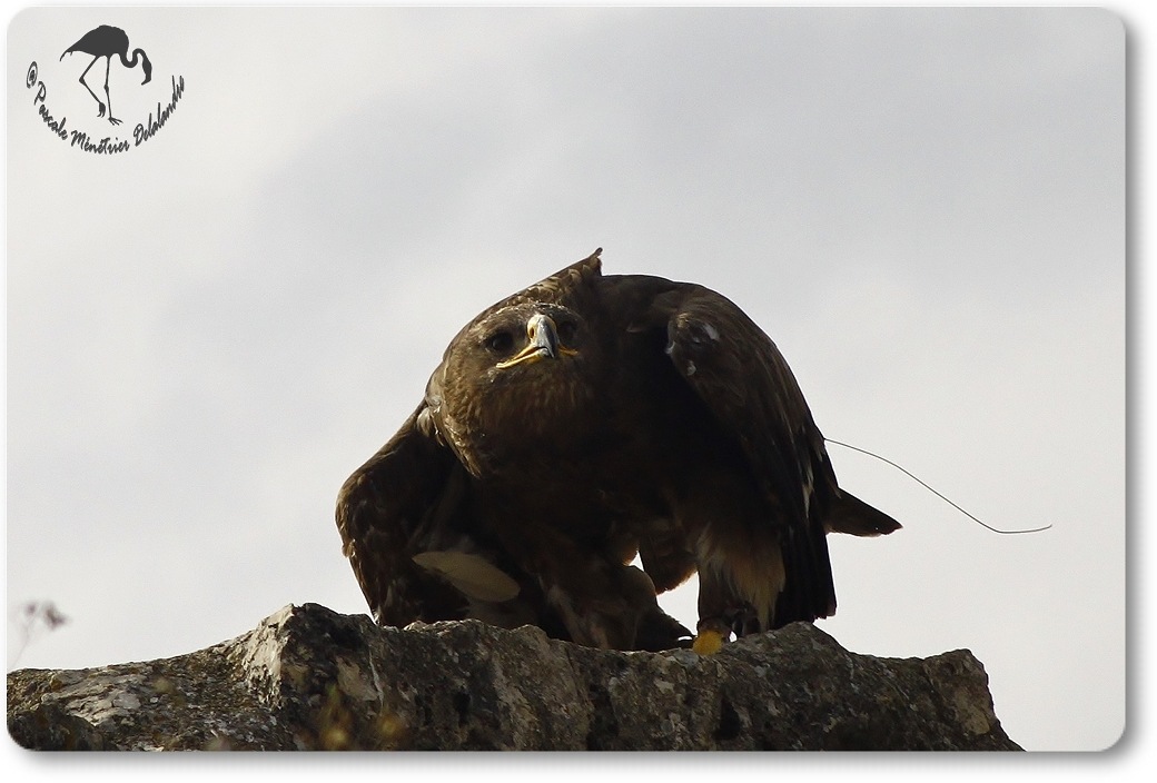 Aigle royal (?) - Décomposé d'une envolée...
