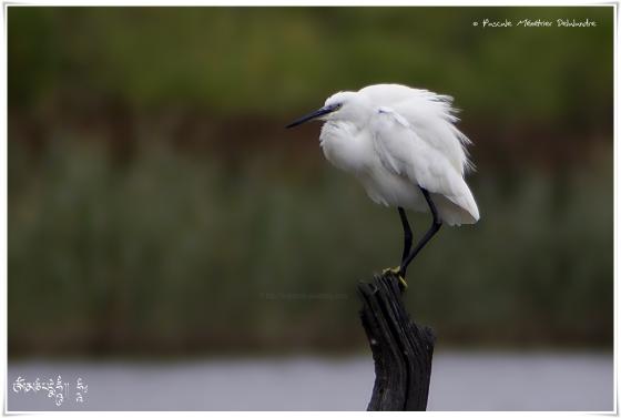 Aigrette garzette - Egretta garzetta - Little Egret