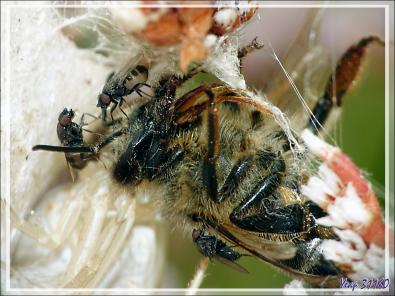 Insectes commensaux sur une proie de l'Araignée crabe Thomise enflée (Thomisus onustus) - Originaire de La Couarde - Île de Ré - 17