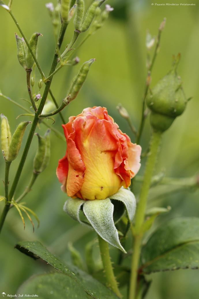 Temps des roses