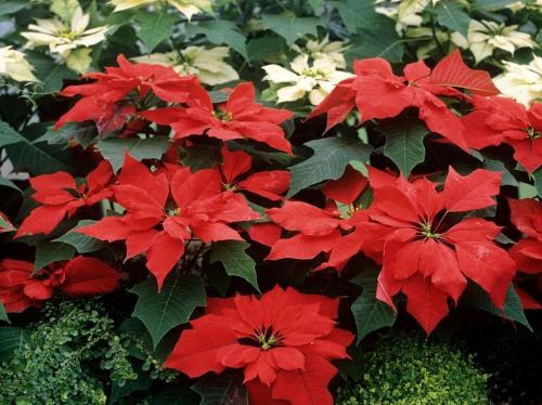 Fleurs cultivées : Poinsettia