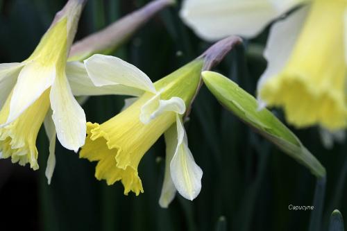 Couleurs de printemps au jardin