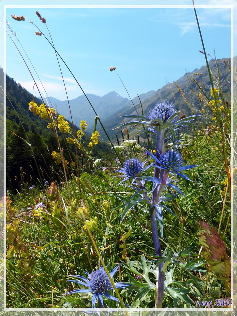 Chardon bleu des Pyrénées, Panicaut de Bourgat (Eryngium bourgatii) - Varrados - Val d'Aran - Catalogne - Espagne