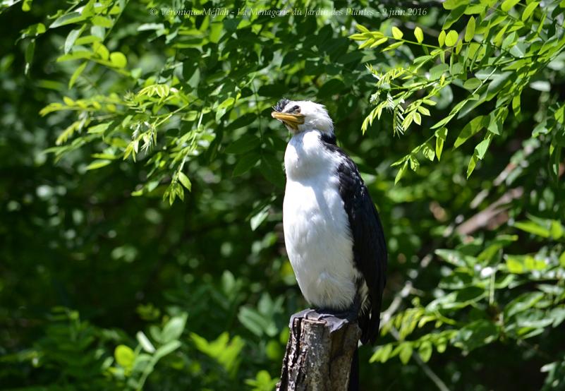 La Ménagerie du Jardin des Plantes : Le Cormoran Pie
