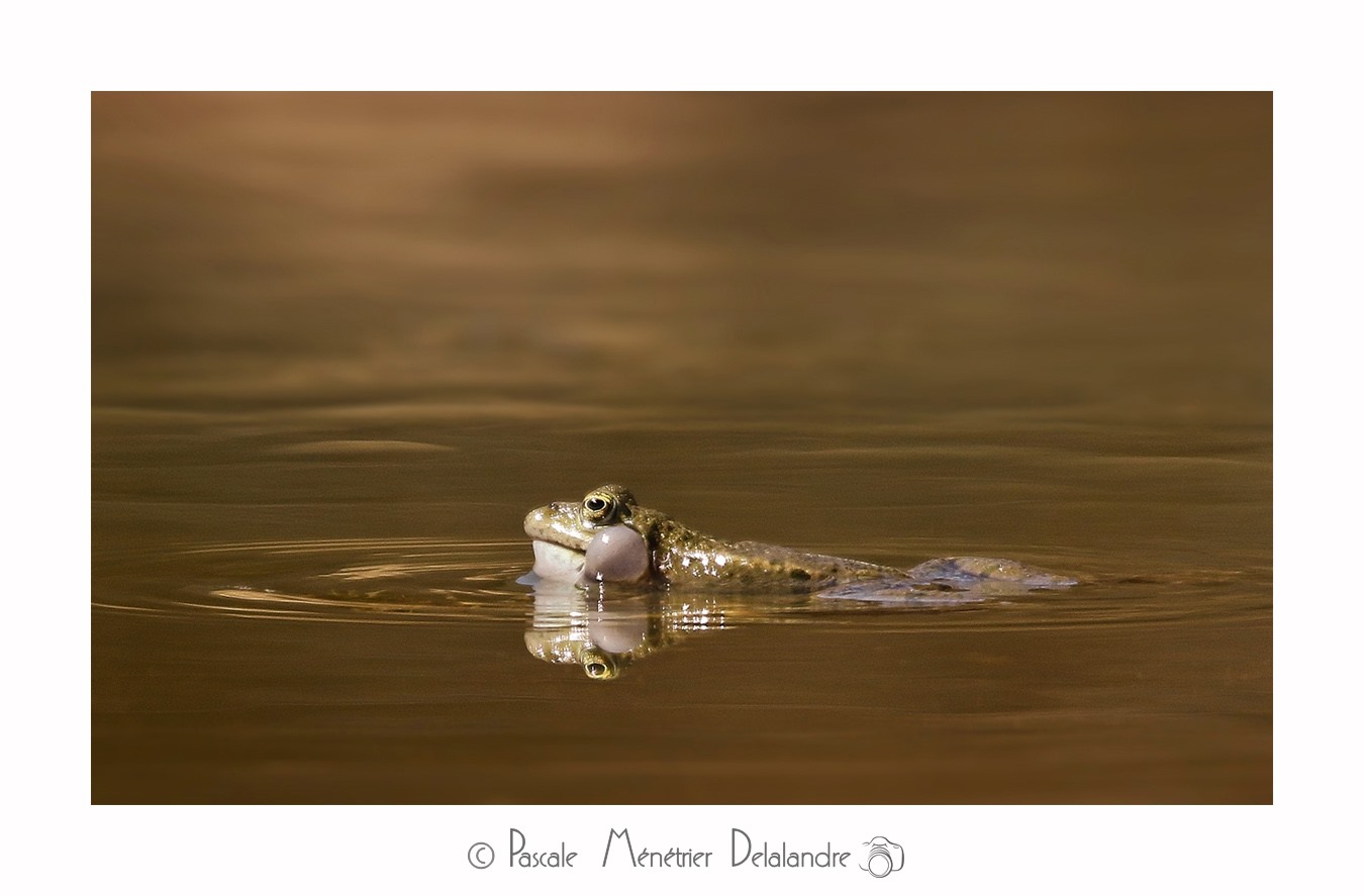 Grenouilles Pelophylax sp.
