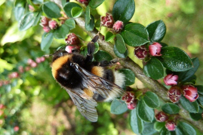 Le cotonéaster ...