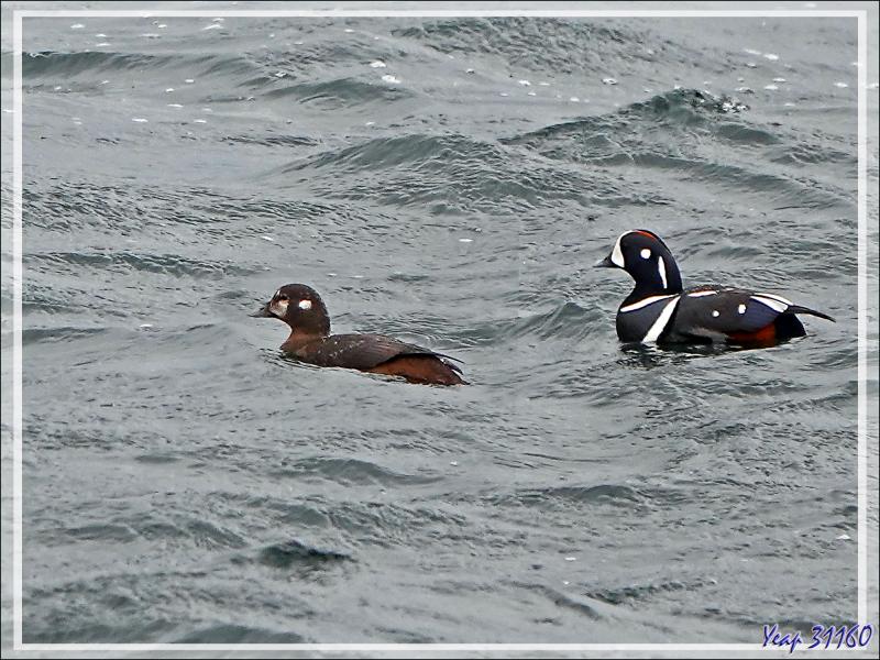 08/06/2023 : la découverte du fjord Hvalfjordur se poursuit sous une pluie battante, paysage quasi inexistant car nous baignons dans la brume - Islande