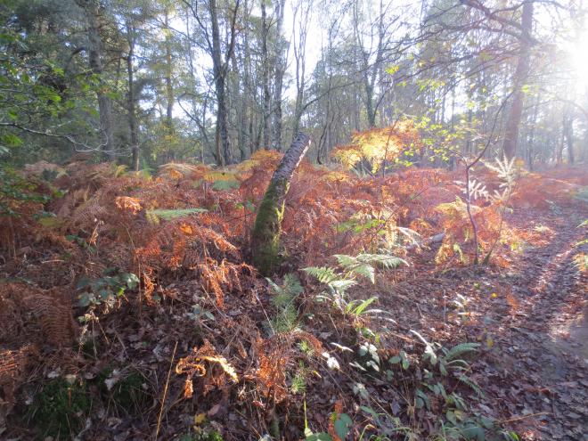 au coeur de la fôret de Brocéliande en Bretagne, octobre 2016 (2)