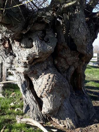 Yves P.‏ - les émanants