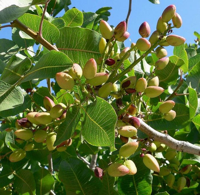 Fruits du mois d'Octobre