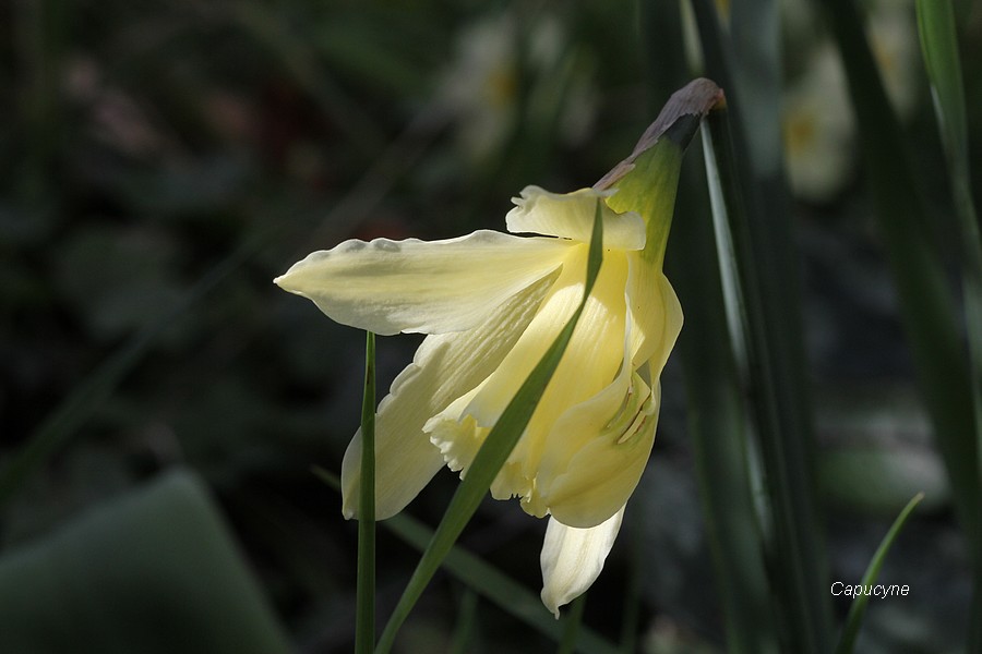 Fleurs de saison...suite