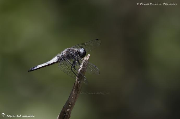 Libellule fauve ♂ - Libellula fulva