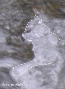 LES EMANANTS ANIMAUX 2