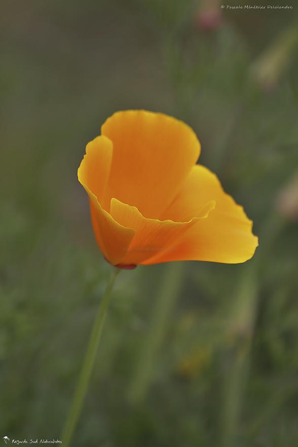 Pavot de Californie ou Pavot d'Amérique (Eschscholzia)