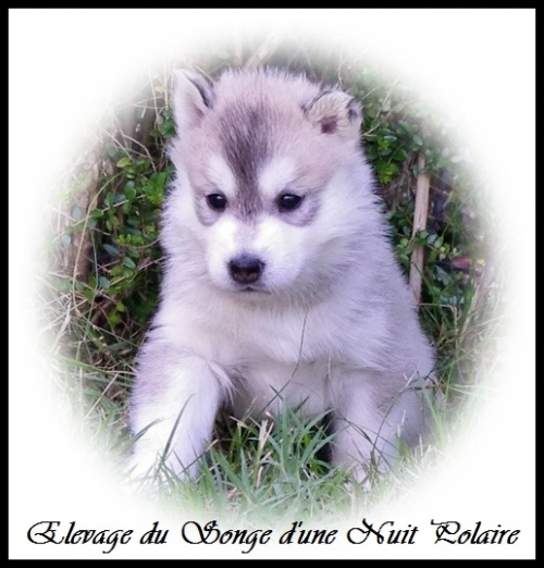 Chiot Husky Femelle 2 (27j)