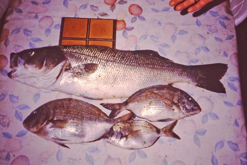 Rêve de pêcheur et pêcheur de réves.