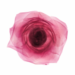 Nick Veasey - Rayon X (X-Ray) - Rose