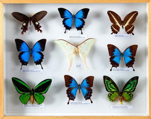 LEPIDOPTERES 4