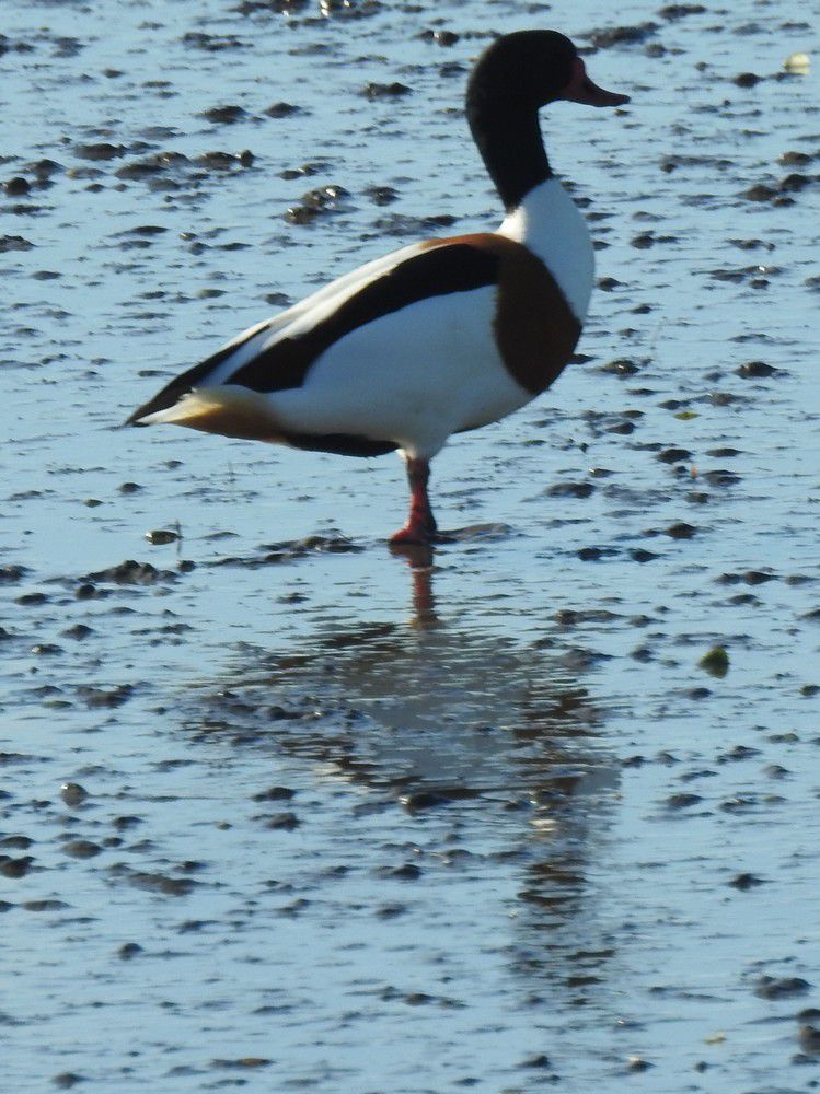 Tadornes de belon - décembre 2023...