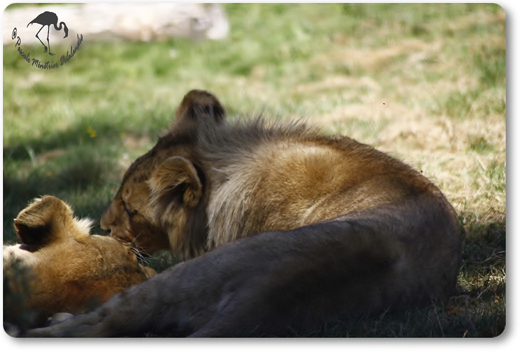 Jeune lion... (Parc aux félins - Nesles - 77)