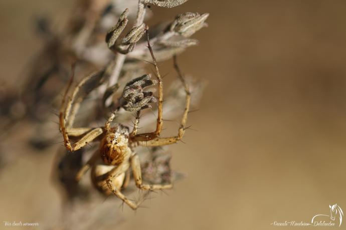Araignée Lynx du genre Oxyopes  (peut-être lineatus)