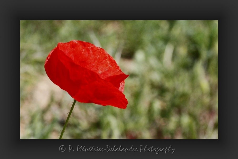 Naissance d'un coquelicot...