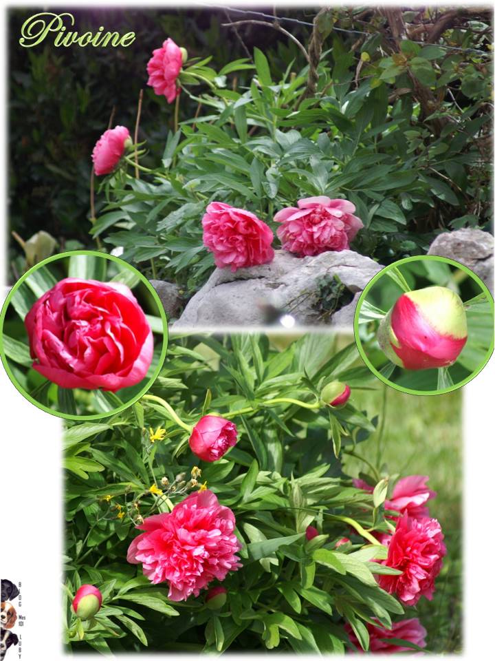 Les premières fleurs de mai 