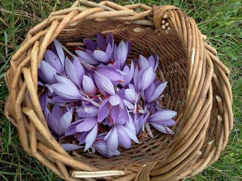 Fleurs cultivées : Crocus