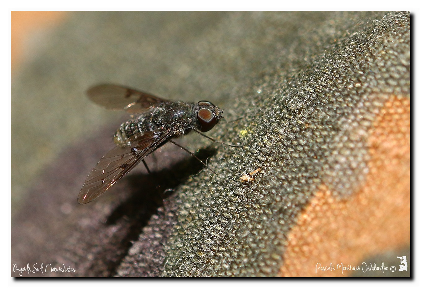 Anthrax trifasciatus (Bombyliidae)