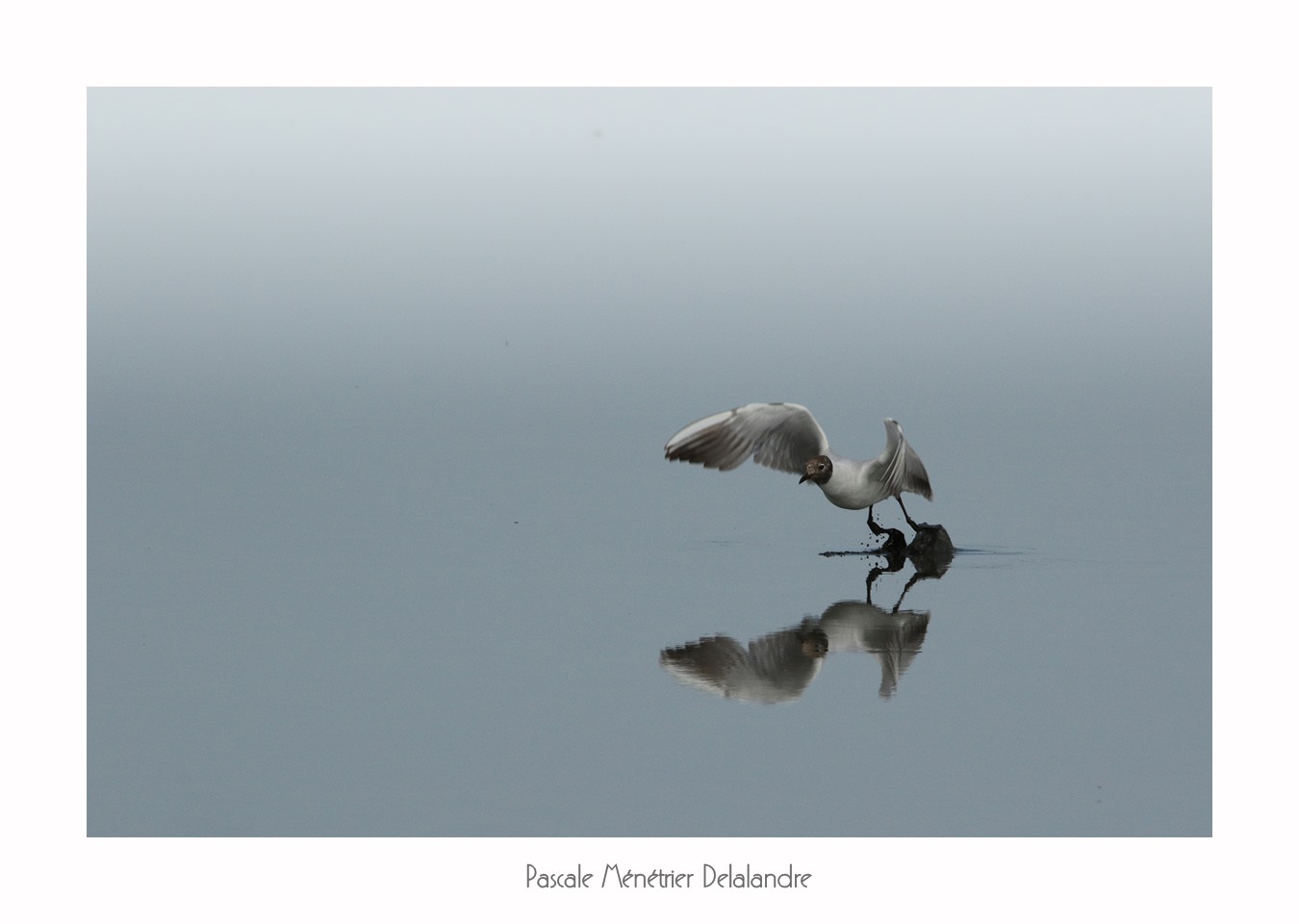 Mouettes rieuses sur le Méjean