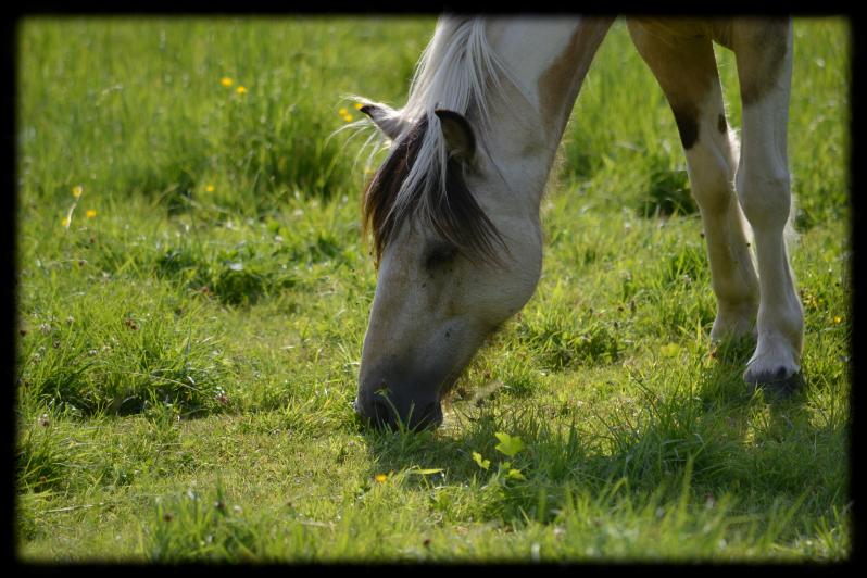 Rambouillet : Vacances pour les chevaux du Centre Equestre de la Bergerie Nationale