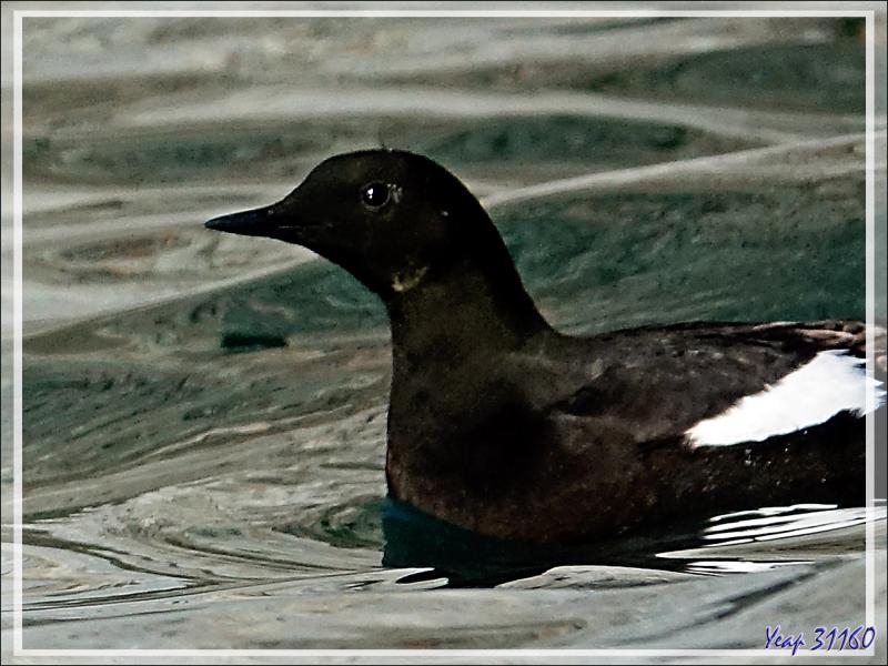 Guillemot à miroir, Black Guillemot (Cepphus grylle) - Cambridge Point - Coburg Island - Baffin Bay - Nunavut - Canada