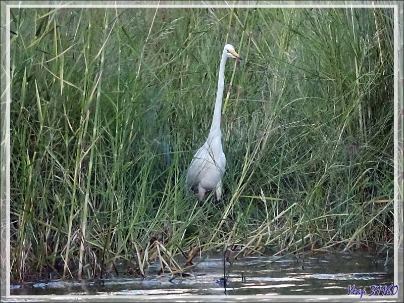 Grande Aigrette, Great Egret (Ardea alba) - Fleuve Zambèze - Zimbabwe