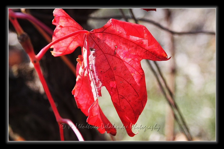 Rouge vigne...