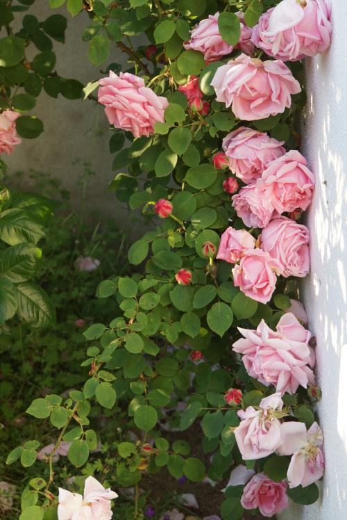 Un jour, une rose : 'Caroline Testout