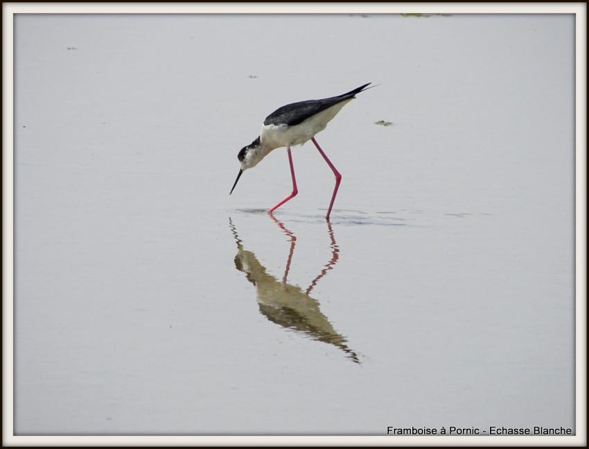 Echasse blanche - Mai 2018