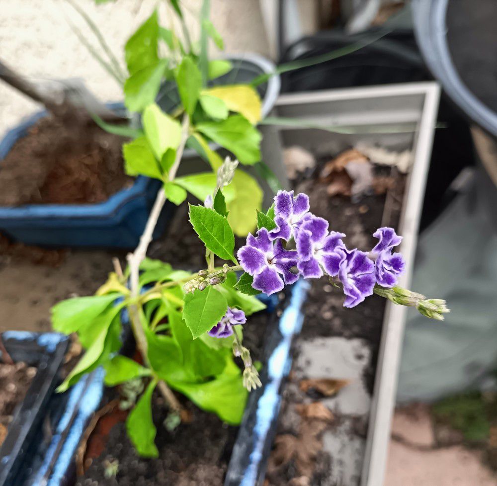 Une jolie surprise sur une bouture de durantha...